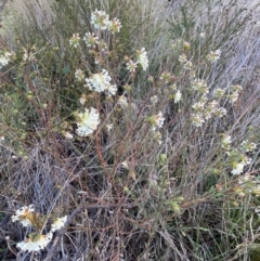 Pimelea linifolia subsp. linifolia at Queanbeyan West, NSW - 25 Jul 2022