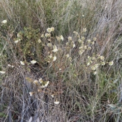 Pimelea linifolia subsp. linifolia at Queanbeyan West, NSW - 25 Jul 2022