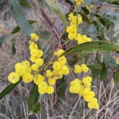 Acacia pycnantha (Golden Wattle) at Queanbeyan West, NSW - 25 Jul 2022 by SteveBorkowskis