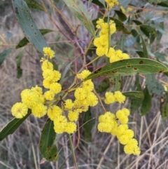 Acacia pycnantha (Golden Wattle) at Queanbeyan West, NSW - 25 Jul 2022 by Steve_Bok