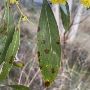 Acacia pycnantha at Queanbeyan West, NSW - 25 Jul 2022