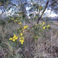 Acacia pycnantha at Queanbeyan West, NSW - 25 Jul 2022