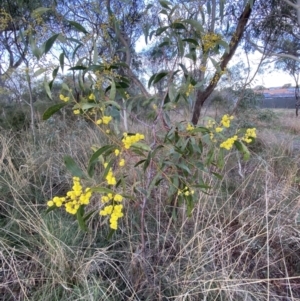 Acacia pycnantha at Queanbeyan West, NSW - 25 Jul 2022