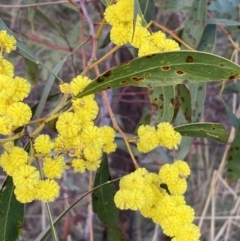 Acacia pycnantha at Queanbeyan West, NSW - 25 Jul 2022 04:27 PM