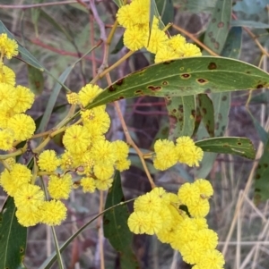 Acacia pycnantha at Queanbeyan West, NSW - 25 Jul 2022