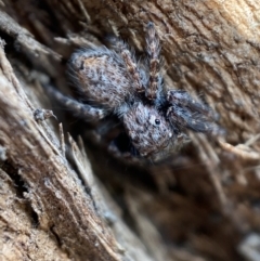 Servaea incana (Hoary Servaea) at Bicentennial Park - 25 Jul 2022 by SteveBorkowskis