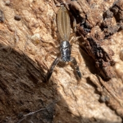 Holoplatys sp. (genus) (Unidentified Holoplatys jumping spider) at Bicentennial Park - 25 Jul 2022 by SteveBorkowskis