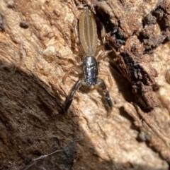Holoplatys sp. (genus) (Unidentified Holoplatys jumping spider) at Queanbeyan West, NSW - 25 Jul 2022 by Steve_Bok
