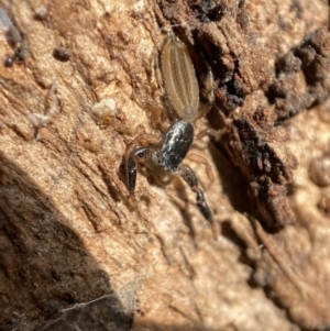 Holoplatys sp. (genus) at Queanbeyan West, NSW - 25 Jul 2022