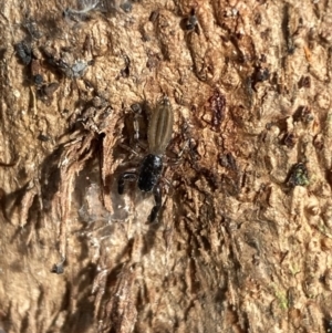 Holoplatys sp. (genus) at Queanbeyan West, NSW - 25 Jul 2022