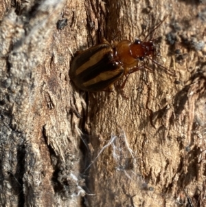 Demetrida vittata at Queanbeyan West, NSW - 25 Jul 2022 03:41 PM