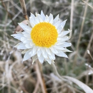 Leucochrysum albicans subsp. tricolor at Queanbeyan West, NSW - 25 Jul 2022 03:38 PM