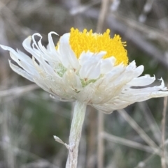 Leucochrysum albicans subsp. tricolor at Queanbeyan West, NSW - 25 Jul 2022