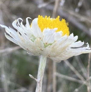 Leucochrysum albicans subsp. tricolor at Queanbeyan West, NSW - 25 Jul 2022 03:38 PM