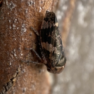 Eurypella tasmaniensis at Queanbeyan West, NSW - 25 Jul 2022 03:36 PM