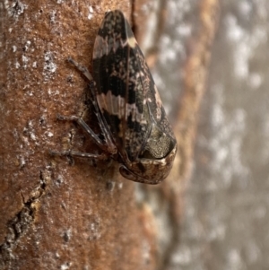 Eurypella tasmaniensis at Queanbeyan West, NSW - 25 Jul 2022 03:36 PM