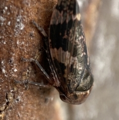 Eurypella tasmaniensis at Queanbeyan West, NSW - 25 Jul 2022