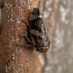 Eurypella tasmaniensis at Queanbeyan West, NSW - 25 Jul 2022 03:36 PM