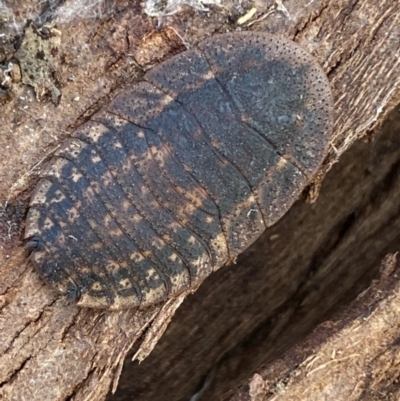 Laxta granicollis (Common bark or trilobite cockroach) at QPRC LGA - 25 Jul 2022 by Steve_Bok