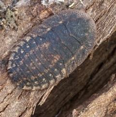 Laxta granicollis (Common bark or trilobite cockroach) at Bicentennial Park - 25 Jul 2022 by Steve_Bok