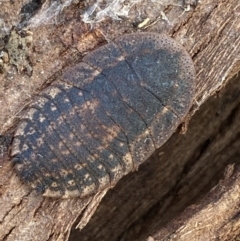 Laxta granicollis at Queanbeyan West, NSW - 25 Jul 2022