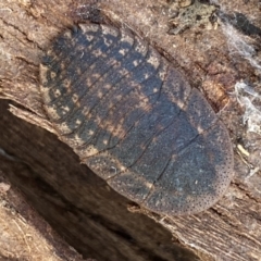 Laxta granicollis at Queanbeyan West, NSW - 25 Jul 2022