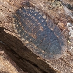 Laxta granicollis at Queanbeyan West, NSW - 25 Jul 2022