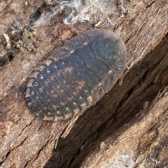 Laxta granicollis at Queanbeyan West, NSW - 25 Jul 2022