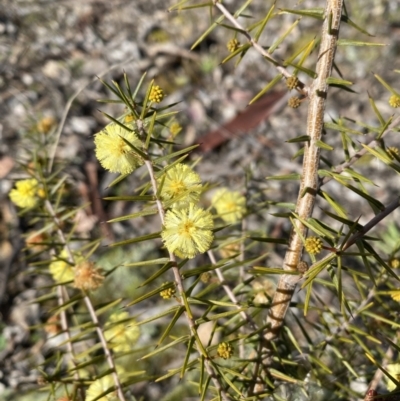 Acacia ulicifolia (Prickly Moses) at Carwoola, NSW - 25 Jul 2022 by SteveBorkowskis
