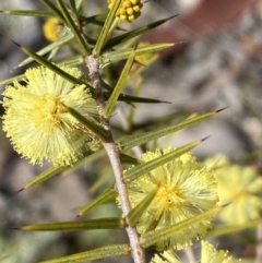 Acacia ulicifolia at Carwoola, NSW - 25 Jul 2022 10:31 AM