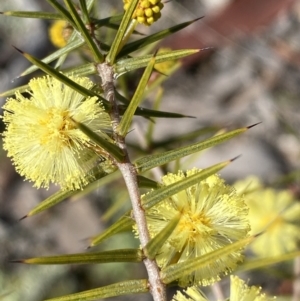 Acacia ulicifolia at Carwoola, NSW - 25 Jul 2022