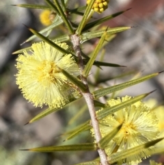 Acacia ulicifolia at Carwoola, NSW - 25 Jul 2022 10:31 AM