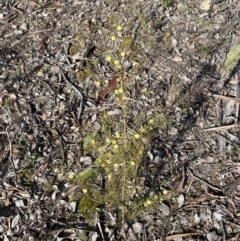 Acacia ulicifolia at Carwoola, NSW - 25 Jul 2022 10:31 AM