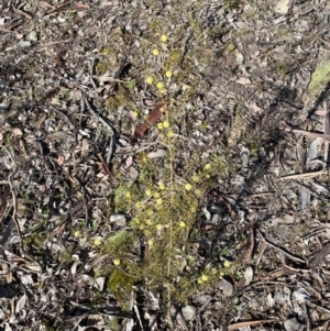 Acacia ulicifolia at Carwoola, NSW - 25 Jul 2022