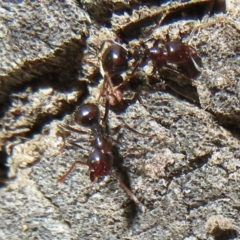 Papyrius sp (undescribed) at Hall, ACT - 25 Jul 2022