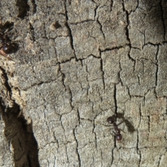 Papyrius sp (undescribed) at Hall, ACT - 25 Jul 2022