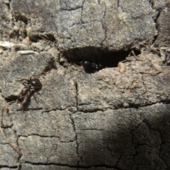 Papyrius sp (undescribed) at Hall, ACT - 25 Jul 2022 04:12 PM