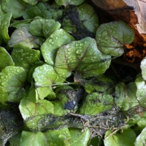 Rorippa nasturtium-aquaticum at Dickson, ACT - 22 Jun 2022