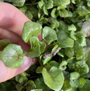 Rorippa nasturtium-aquaticum at Dickson, ACT - 22 Jun 2022