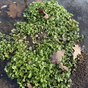 Rorippa nasturtium-aquaticum at Dickson, ACT - 22 Jun 2022