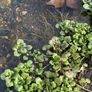 Rorippa nasturtium-aquaticum at Dickson, ACT - 22 Jun 2022