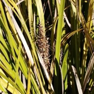 Lomandra longifolia at Molonglo Valley, ACT - 25 Jul 2022