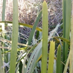 Lomandra longifolia at Molonglo Valley, ACT - 25 Jul 2022 01:59 PM