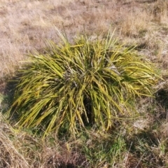 Lomandra longifolia at Molonglo Valley, ACT - 25 Jul 2022 01:59 PM