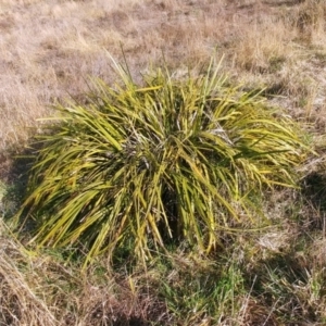 Lomandra longifolia at Molonglo Valley, ACT - 25 Jul 2022