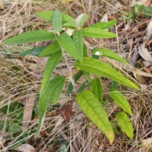 Olearia lirata at Molonglo Valley, ACT - 25 Jul 2022