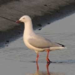 Chroicocephalus novaehollandiae (Silver Gull) at Molonglo, ACT - 22 Mar 2022 by michaelb