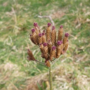 Verbena incompta at Molonglo Valley, ACT - 25 Jul 2022