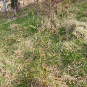 Verbena incompta at Molonglo Valley, ACT - 25 Jul 2022