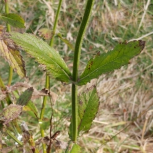 Verbena incompta at Molonglo Valley, ACT - 25 Jul 2022